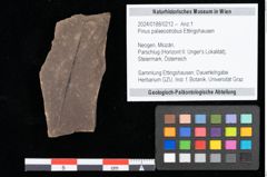 Foto (Objekt + Etikett) von Pinus palaeostrobus Ettingshausen (NHMW-GEO-2024-0188-0212)